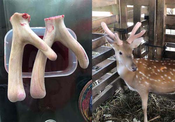 Người bị huyết áp cao không nên ăn nhung hươu